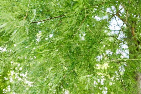 Foto de La exuberante vegetación llena el marco con vibrantes hojas de helecho y suave luz solar que se filtra a través del follaje. - Imagen libre de derechos