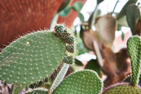 Nahaufnahme eines blühenden Kaktus mit scharfen Stacheln und grünen Polstern in einer sonnigen Wüstenumgebung.
