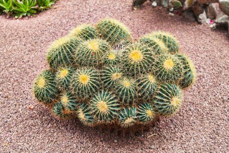 Téléchargez les photos : Un cactus en grappes de baril d'or sur une surface de gravier avec des pierres roses délimitant la zone du jardin - en image libre de droit