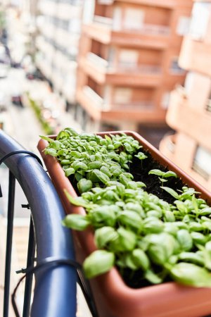Téléchargez les photos : Gros plan de basilic frais poussant dans une jardinière sur une rampe de balcon avec des immeubles d'appartements flous en arrière-plan, suggérant un jardinage urbain. - en image libre de droit