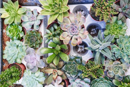 Assorted succulent plants in pots arranged closely together, showcasing a diversity of textures and colors.