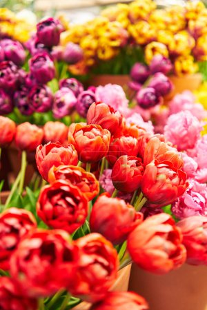 Foto de Vibrante arreglo de tulipanes y peonías en un mercado de flores que muestra varios colores de primavera. - Imagen libre de derechos