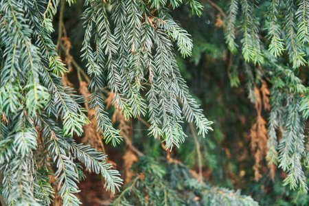 Closeup of frost-covered evergreen branches showcasing the beauty of winter foliage.
