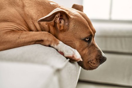 Foto de Un perro moreno contemplativo apoya su cabeza en un sofá blanco, mostrando una expresión reflexiva. - Imagen libre de derechos