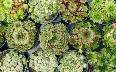 Photo for Assorted potted succulents arranged closely in rows for garden decoration. - Royalty Free Image