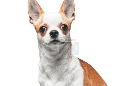 Foto de Retrato de cerca de un chihuahua con ojos atentos sobre un fondo blanco, acentuando sus pequeños rasgos caninos. - Imagen libre de derechos
