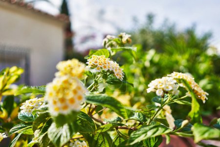 Foto de Primer plano de vibrantes flores de lantana amarilla floreciendo en un jardín en un día brillante, con fondo borroso de la casa. - Imagen libre de derechos