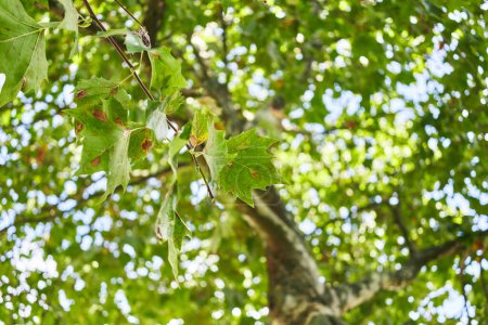 Foto de Primer plano de un árbol de sicomoro con luz solar filtrándose a través de la vegetación, destacando texturas naturales. - Imagen libre de derechos