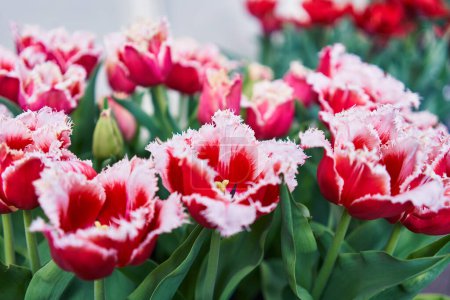 Téléchargez les photos : Un groupe vibrant de tulipes rouges et blanches frangées exposées dans un cadre de jardin. - en image libre de droit