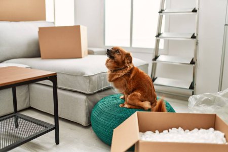 Photo for A brown dog sits on a teal pouf amidst moving boxes in a bright, modern living room setting, exuding curiosity and calm. - Royalty Free Image