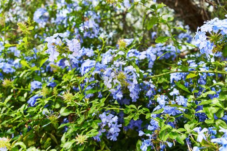 Téléchargez les photos : Un affichage vibrant de fleurs de plumeau bleu en fleurs, contre un feuillage vert luxuriant sous la lumière naturelle du soleil. - en image libre de droit