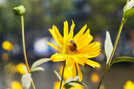 Foto de Primer plano de una flor amarilla con una abeja recolectando polen en un día soleado, mostrando la naturaleza y la vida silvestre. - Imagen libre de derechos