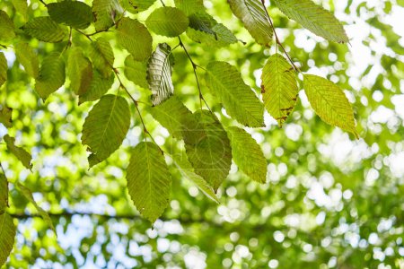 Foto de La luz del sol moteada se filtra a través de hojas verdes vibrantes contra un cielo azul brillante en un entorno natural sereno. - Imagen libre de derechos