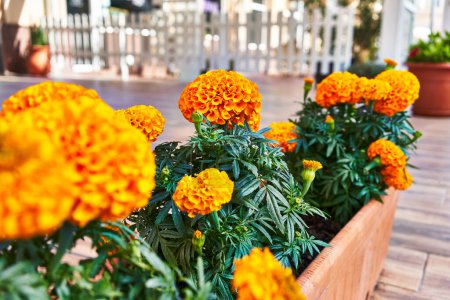 Téléchargez les photos : Fleurs de souci vibrantes fleurissant dans une jardinière extérieure en bois sur un patio ensoleillé. - en image libre de droit