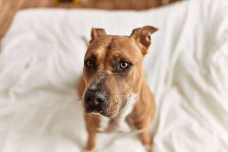Téléchargez les photos : Gros plan d'un chien brun attentif assis sur un lit blanc, respirant chaleur et compagnie. - en image libre de droit