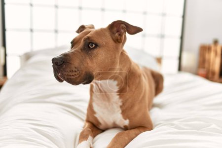 Photo for Alert brown dog resting on a white bed in a bright bedroom, looking away with attention. - Royalty Free Image