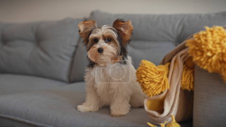 Photo for Adorable biewer terrier puppy sitting on a grey sofa, looking attentive, with a yellow throw blanket indoors. - Royalty Free Image
