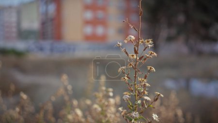 Téléchargez les photos : Gros plan d'une plante séchée d'origine urbaine en murcie, en Espagne - en image libre de droit