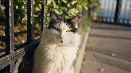 Téléchargez les photos : Un chat noir et blanc reposant près d'une clôture métallique dans un jardin ensoleillé, respirant calme et curiosité. - en image libre de droit