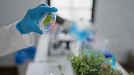 Téléchargez les photos : Scientifique examinant des spécimens de plantes dans une boîte de Pétri dans un laboratoire moderne, mettant en valeur la recherche biotechnologique. - en image libre de droit