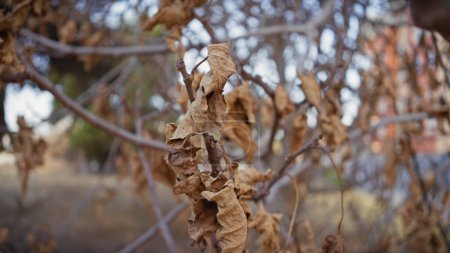 Foto de Primer plano de hojas secas sobre zarzas en murcia, España, representando la flora del paisaje árido - Imagen libre de derechos