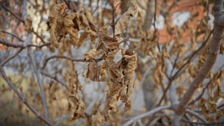 Téléchargez les photos : Gros plan de feuilles desséchées accrochées à des branches nues sur un fond urbain flou en murcie, espagne. - en image libre de droit
