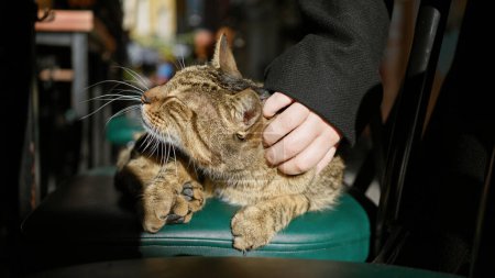 Téléchargez les photos : Gros plan d'une main caressant un chat tabby contenu sur une chaise verte à l'intérieur - en image libre de droit