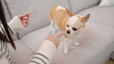 Foto de Joven mujer hispana con perro chihuahua enojado con perro en casa - Imagen libre de derechos