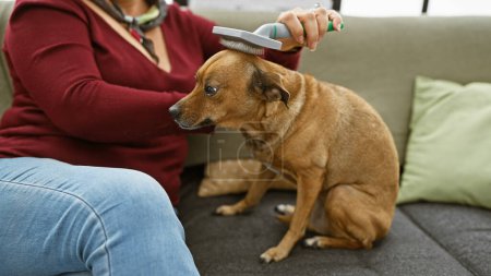 Photo for A middle-aged woman is grooming her brown dog on the sofa in a cozy home living room setting. - Royalty Free Image