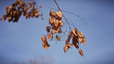 Photo for Close-up of dry brown leaves against a clear blue sky in murcia, spain, depicting seasonal change and natural beauty. - Royalty Free Image