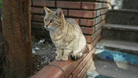 Photo for Alert tabby cat perches on a brick ledge by a tree in an outdoor urban setting, embodying city wildlife. - Royalty Free Image