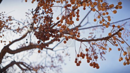 Golden melia azedarach berries dangle from a tree's branches against a clear blue sky.