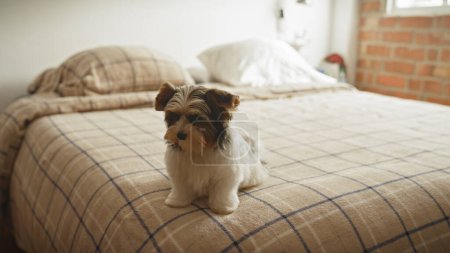 Photo for Biewer terrier puppy sits attentively on a checkered bed in a cozy brick-walled bedroom - Royalty Free Image