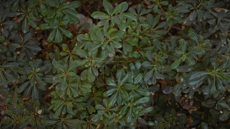 Eine üppige Pittosporum-Tobira-Pflanze, die im Freien in Spanien gedeiht und lebhaftes grünes Laub zeigt.