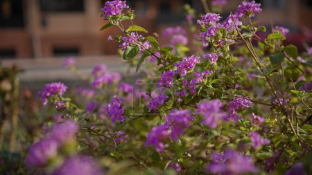 Photo for Close-up of lantana camara's vibrant purple flowers thriving outdoors in murcia, spain. - Royalty Free Image