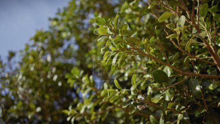Téléchargez les photos : Gros plan d'un arbuste luxuriant à feuilles persistantes en murcie, en Espagne, avec un feuillage vibrant sous le soleil. - en image libre de droit