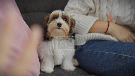 Photo for Young hispanic woman sitting with her beautiful biewer yorkshire terrier indoors at home. - Royalty Free Image
