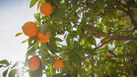 Téléchargez les photos : Oranges mûres suspendues à un arbre avec éruption de soleil à Murcie, en Espagne, mettant en valeur des agrumes frais dans un cadre extérieur. - en image libre de droit