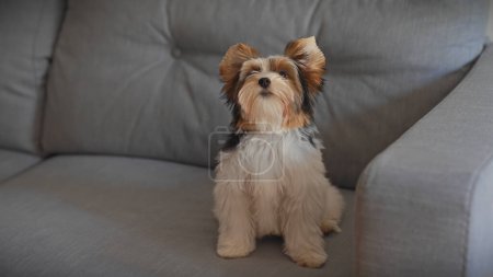 Photo for Adorable biewer terrier puppy sits alert on a grey sofa indoors, exhibiting cuteness and tranquility. - Royalty Free Image