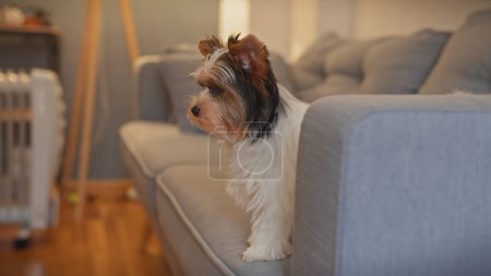 Photo for A curious biewer terrier puppy peers from a couch in a cozy, well-lit living room, adding charm to the interior. - Royalty Free Image