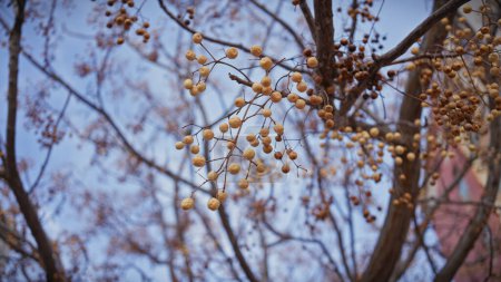 Gros plan sur un arbre de chinaberry melia azedarach avec des baies dorées mûres en murcie, espagne, sur un fond doux.