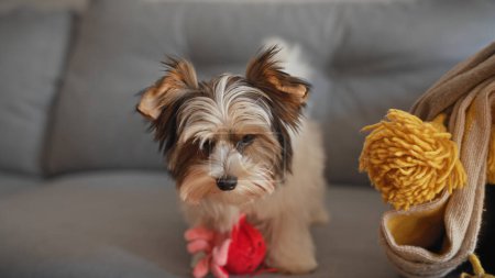 Foto de Un cachorro bíewer terrier se sienta en el interior con un juguete, mostrando la ternura de la mascota y un ambiente acogedor en el hogar. - Imagen libre de derechos