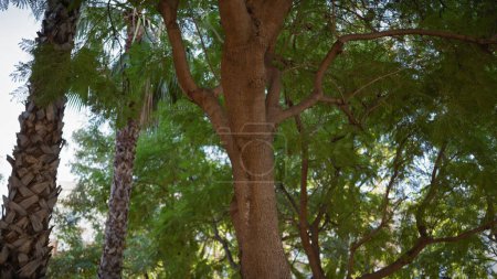 Foto de Verde tropical con una palmera y un frondoso árbol se entrelaza en murcia, mostrando la diversa flora de España en luz natural al aire libre. - Imagen libre de derechos