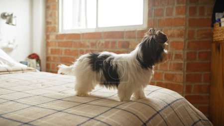 Photo for A biewer terrier puppy indoors, standing on a plaid bedspread with a brick wall backdrop, exuding warmth and comfort. - Royalty Free Image