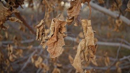 Photo for Close-up of withered leaves on bare branches against a blurred background, depicting autumn in murcia, spain. - Royalty Free Image