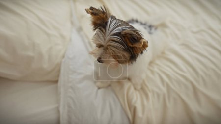Foto de Un cachorro bíewer terrier se sienta adorablemente en una cama dentro de un acogedor dormitorio, transmitiendo una sensación de calidez y comodidad. - Imagen libre de derechos