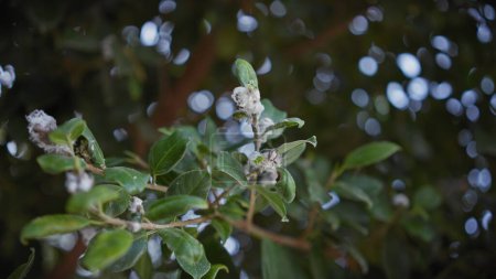 Téléchargez les photos : Gros plan d'une infestation de pucerons laineux sur des feuilles vertes sur un fond flou dans la nature - en image libre de droit