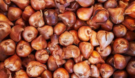 A close-up view of fresh, organic bulbs of garlic piled together at a market.