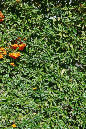 Téléchargez les photos : Gros plan d'un arbuste dense de pyracantha vert avec des grappes de baies orange vif - en image libre de droit