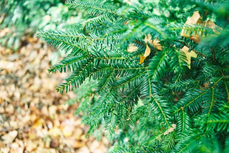 Photo for A detailed close-up of lush green yew branches with autumn leaves in the background, depicting the transition of seasons. - Royalty Free Image